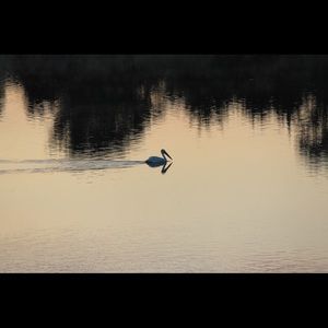 Meet your Posher, Annette